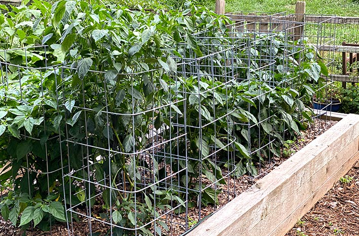 Do bell pepper plants need a trellis