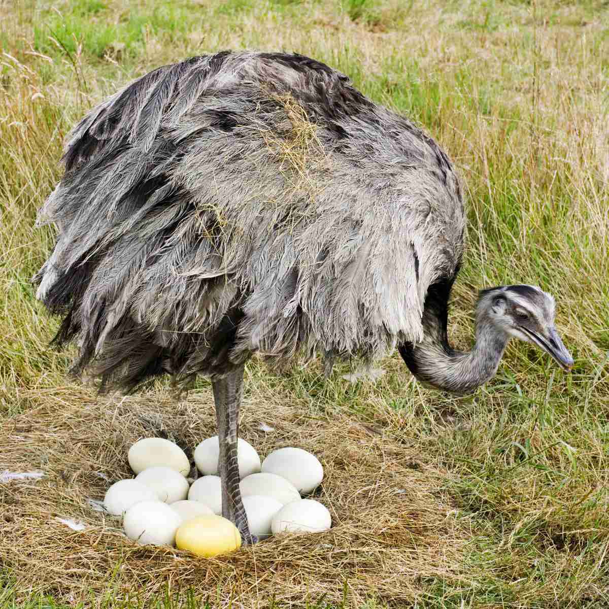 EMU Eggs