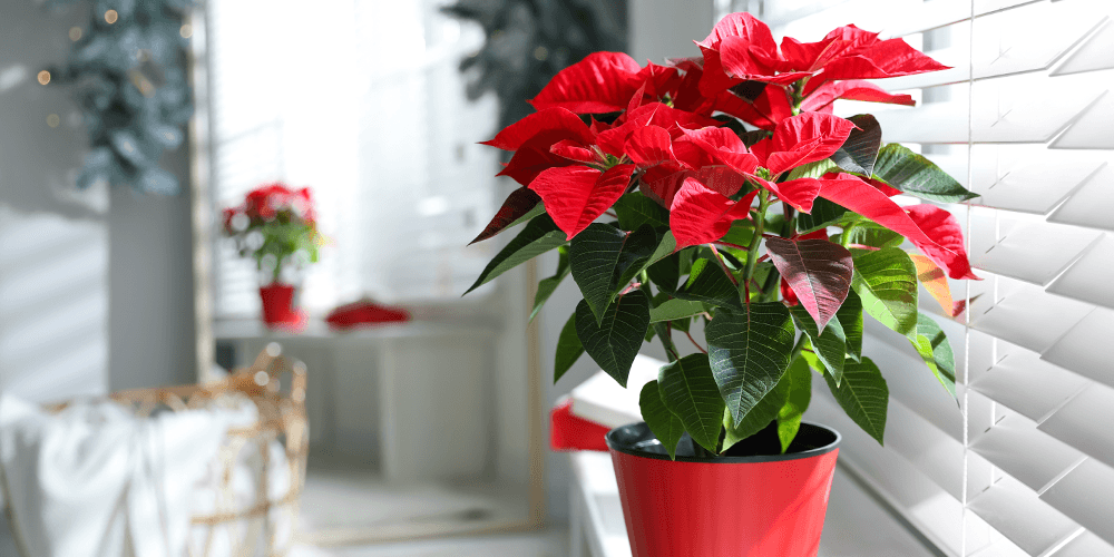 Position your poinsettia in a well-lit area that receives at least 6 hours of indirect sunlight