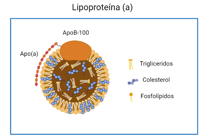 Lipoproteína (a)