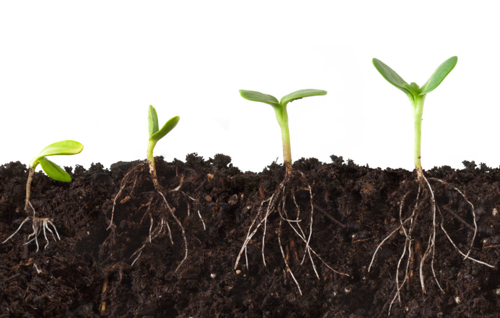 Best Fertilizers for Root Growth