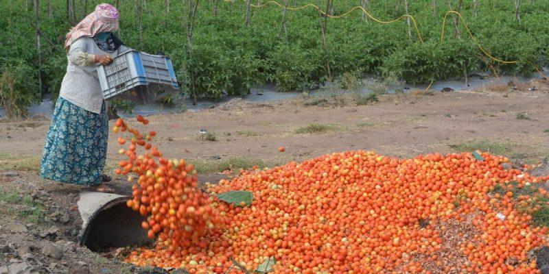 https://rur.co.in/wp-content/uploads/2021/04/throwing-away-of-tomatoes-800x400.jpg