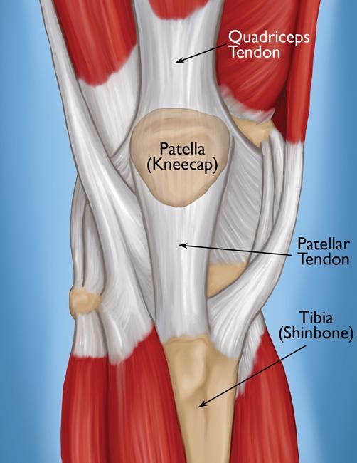 normal knee anatomy