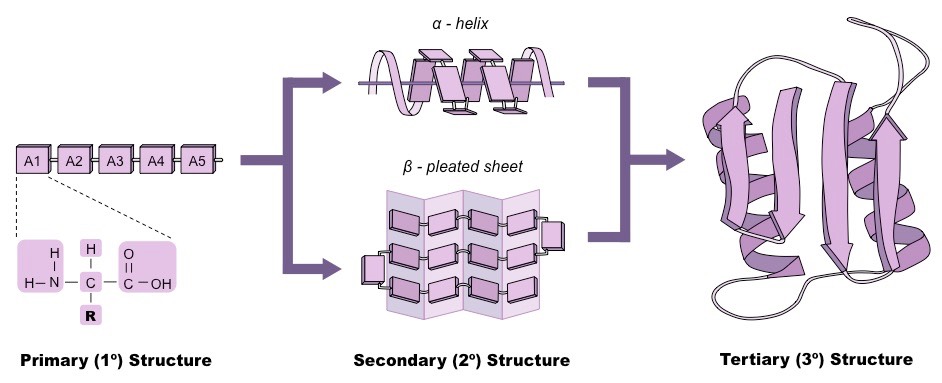 protein folding