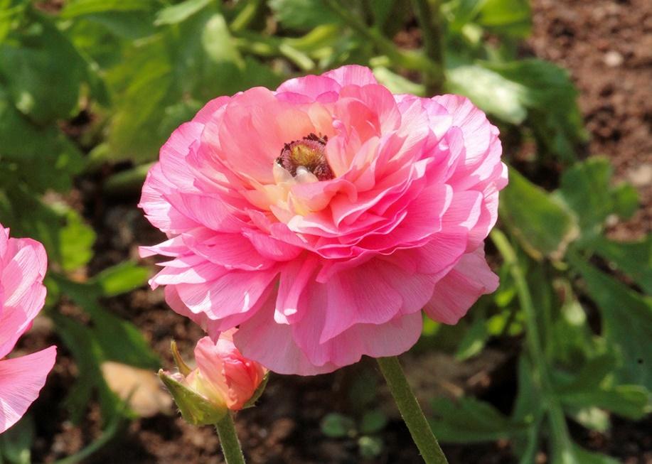 A double pink flower