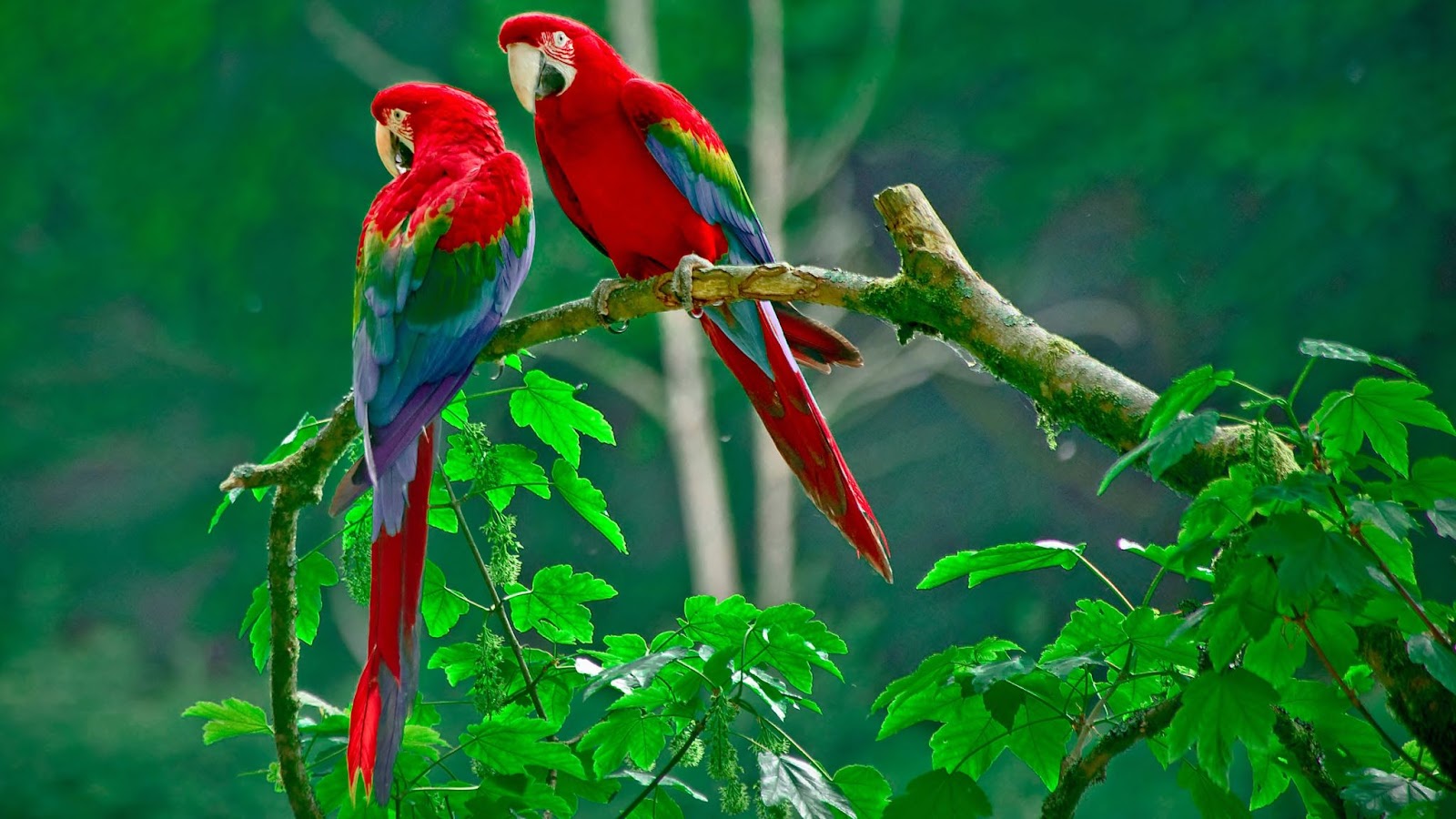 Wild Parrots Florida