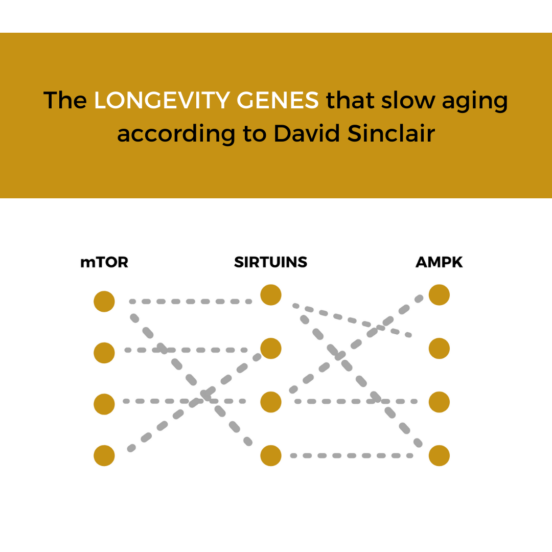 The longevity genes that slow aging according to David Sinclair – Nuchido