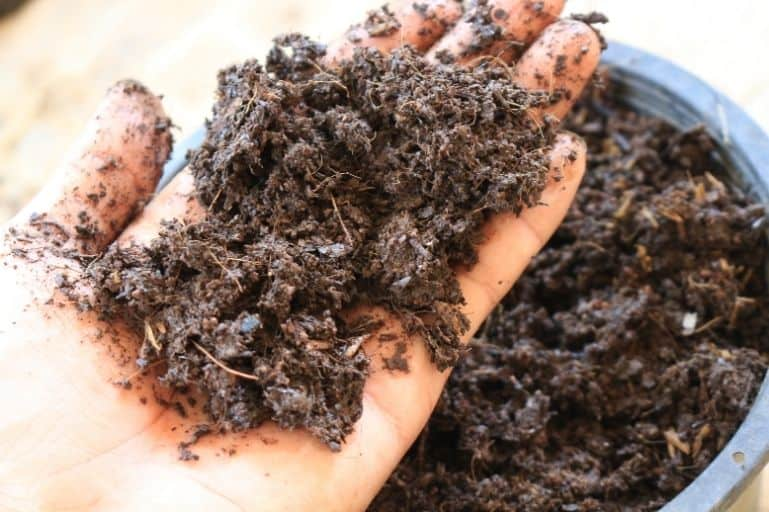 Keep the soil moist.