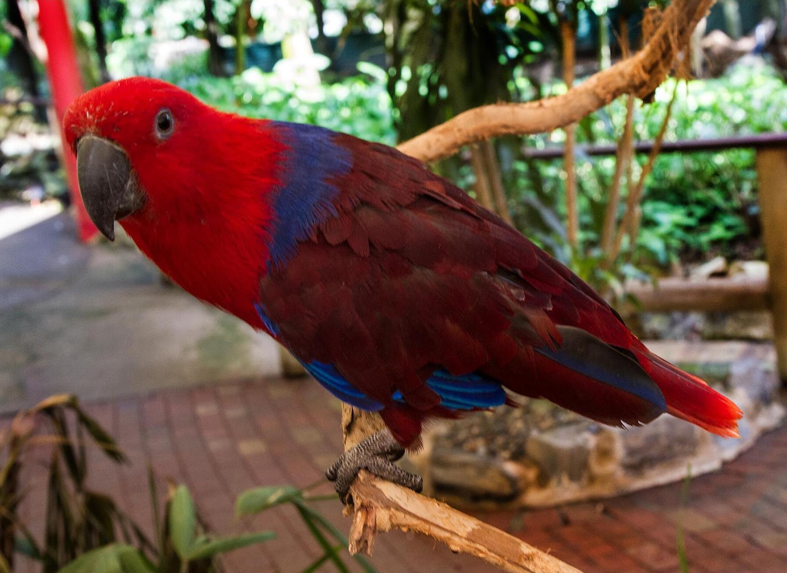 Eclectus Diet