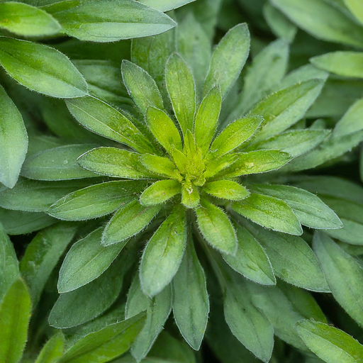 Disease and Pest Patrol: Protecting Your China Asters