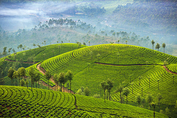 Darjeeling  landscapes