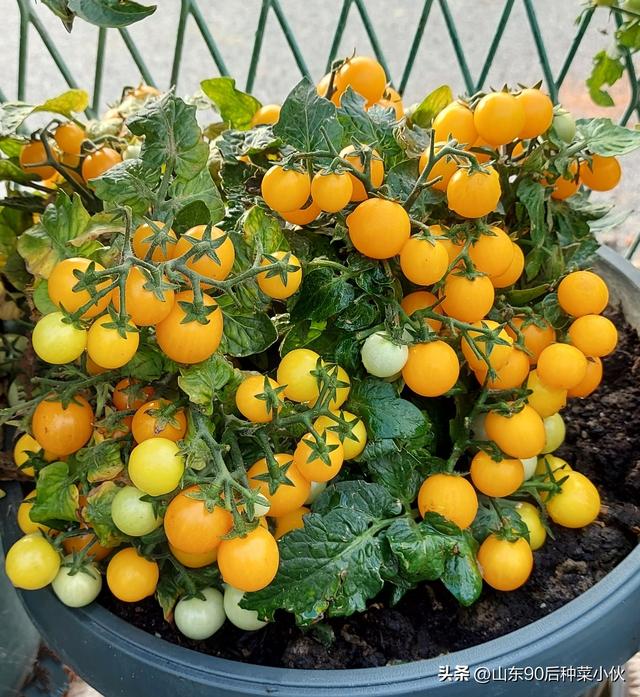 How to choose the right container for growing vegetables at home as a beginner