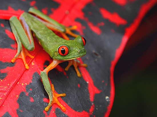 Pico Bonito Red-eyed Tree Frog