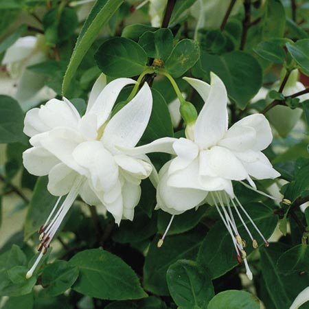 White Trailing Fuschia Vine (Fuchsia magellanica)