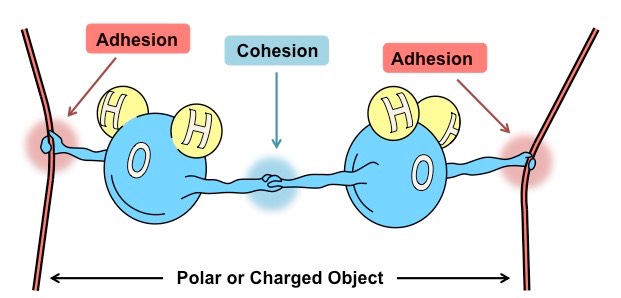 water cohesion and adhesion