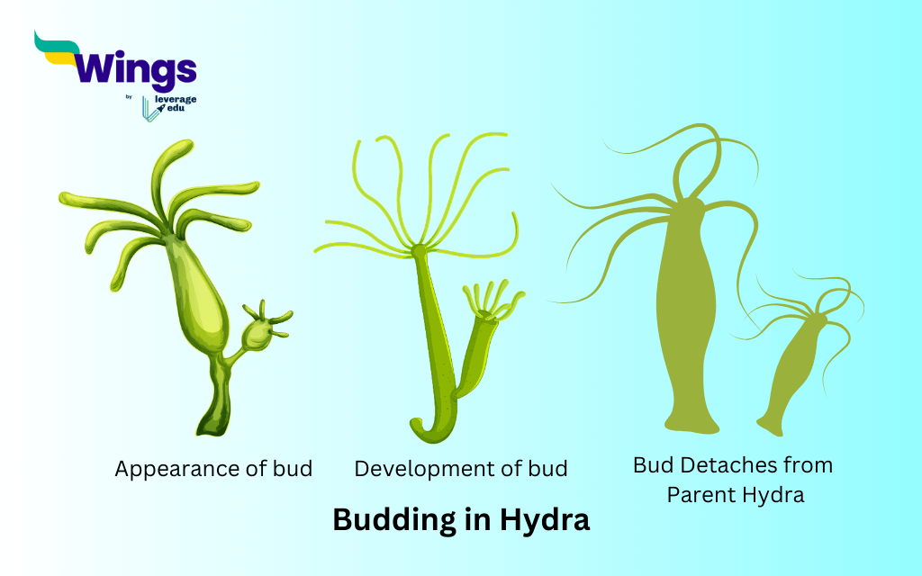 Class 8 Science Chapter 6: Reproduction in Animals: Budding in Hydra: Hydra