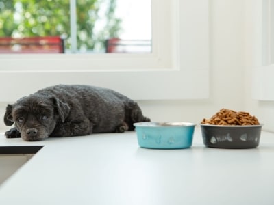 Digestion issues in dogs