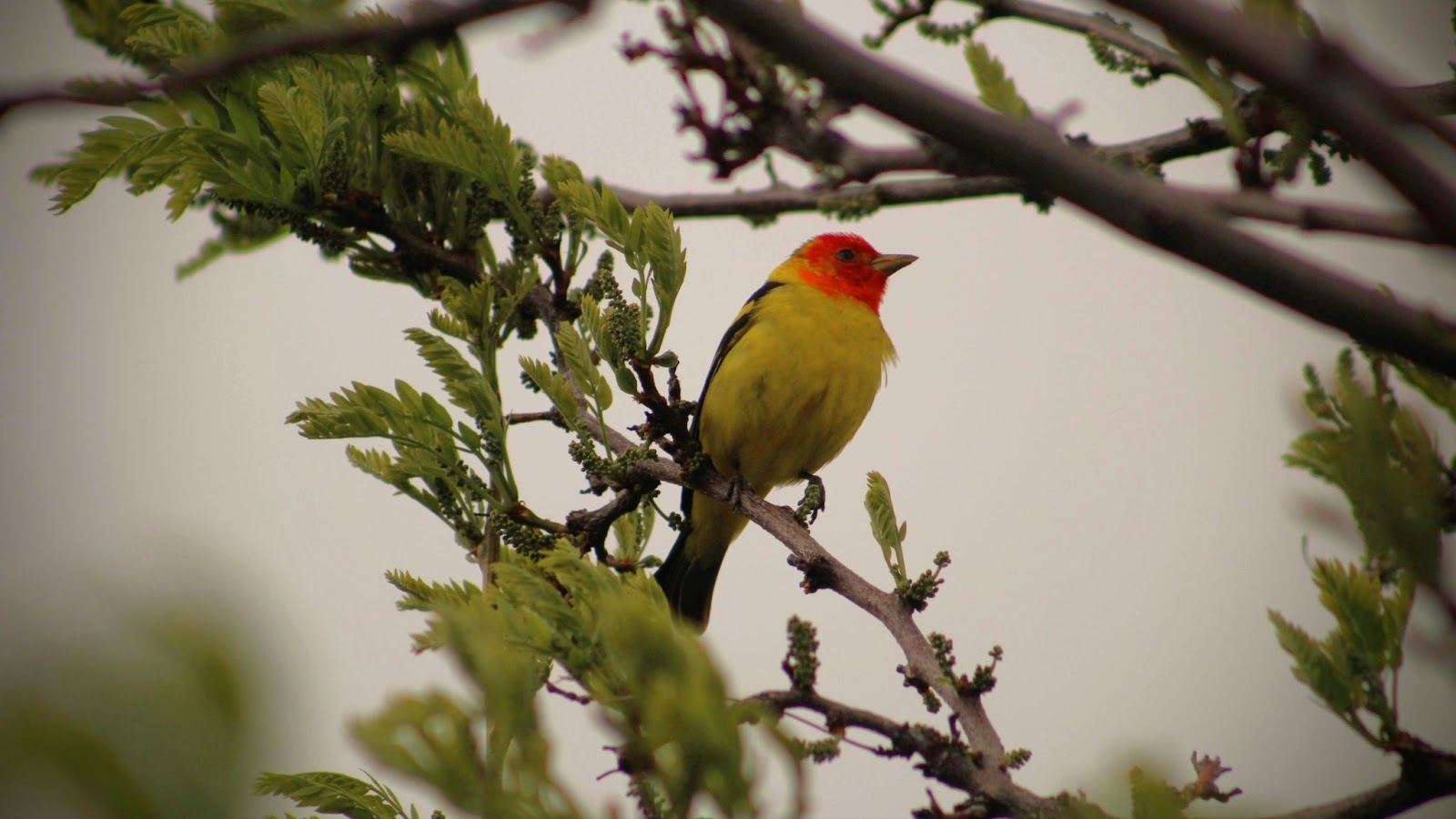 a Western Tanager seen birdwatching in Williams Lake