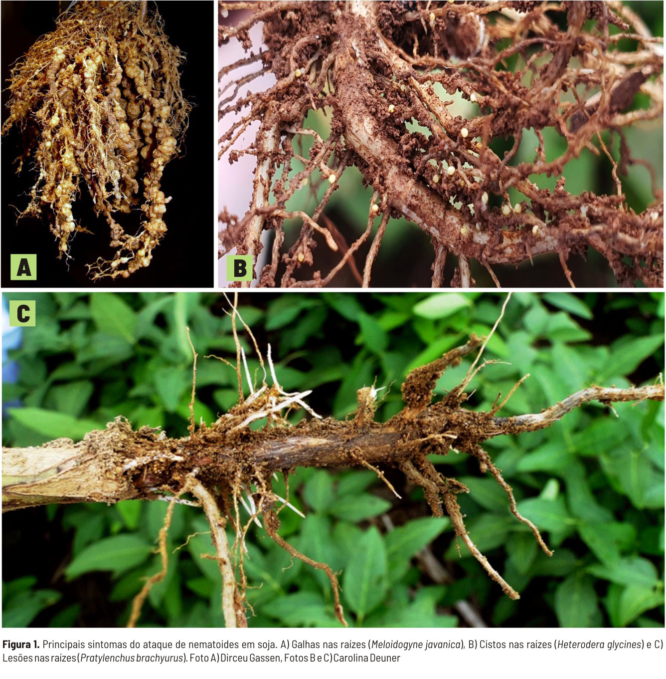 Sintomas de ataque de nematoides na soja, provocando galhas, cistos e lesões nas raízes