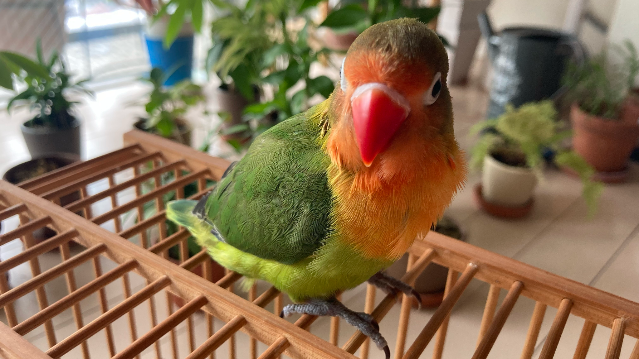 ルリコシボタンインコと竹かご