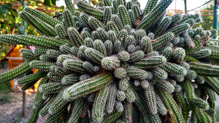 Peanut Cactus (Echinopsis chamaecereus)