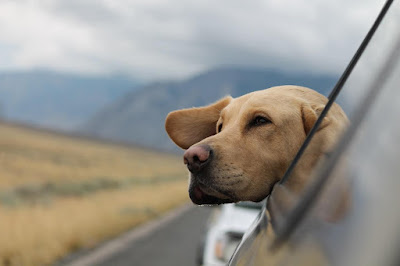 A yellow labrador sitting with its head outside a car window