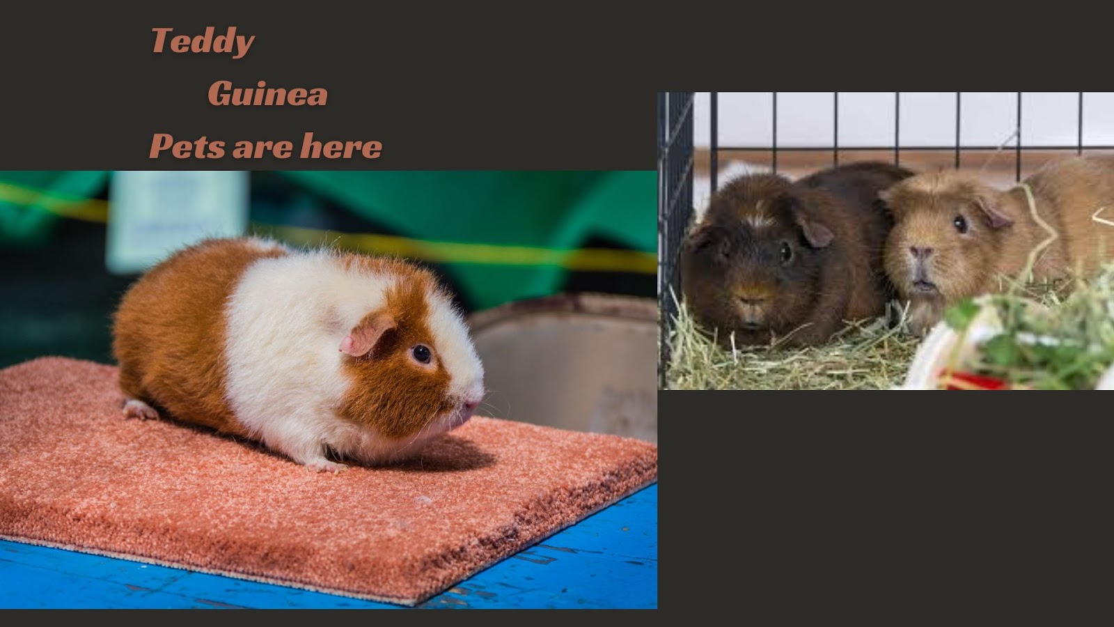 Teddy guinea pigs