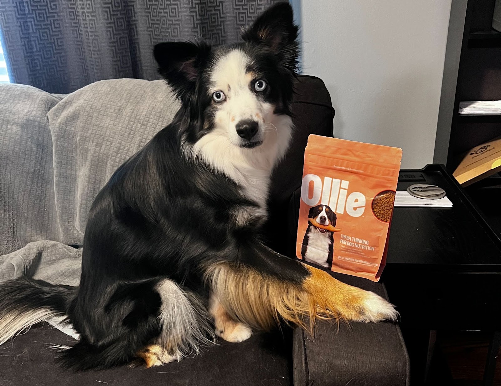 Aloy with ollie dog food reviews