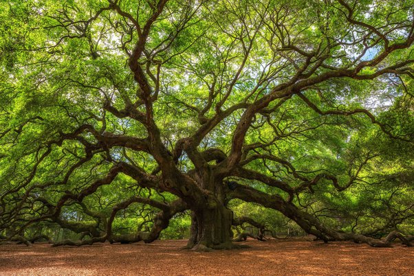 50 Intriguing Facts About Trees For Kids - Teaching Expertise