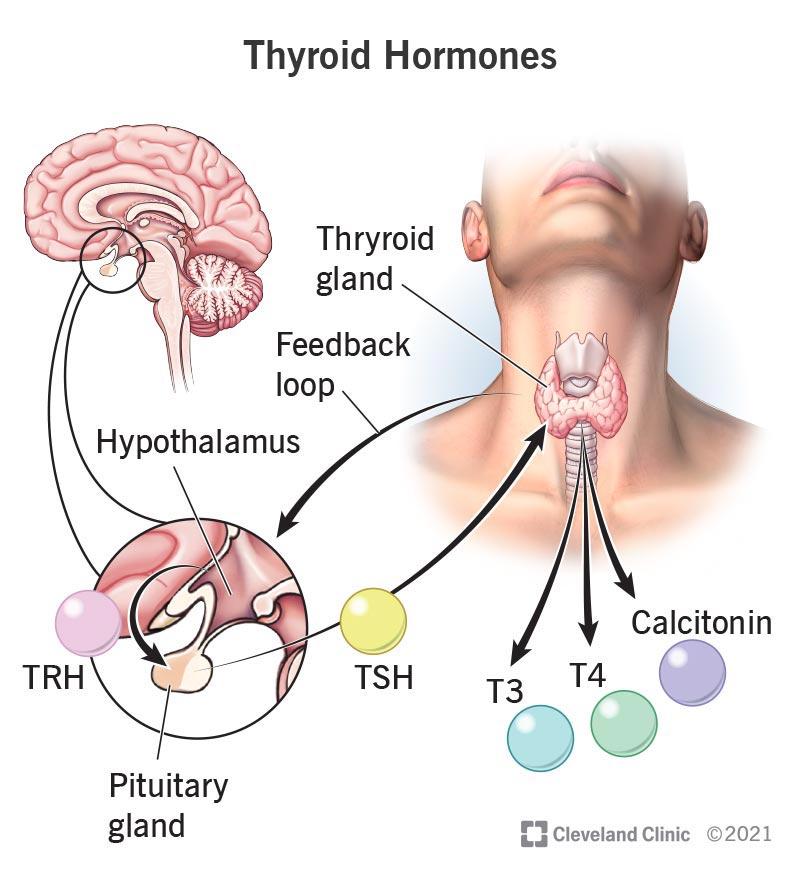 Thyroid Hormone: What It Is & Function