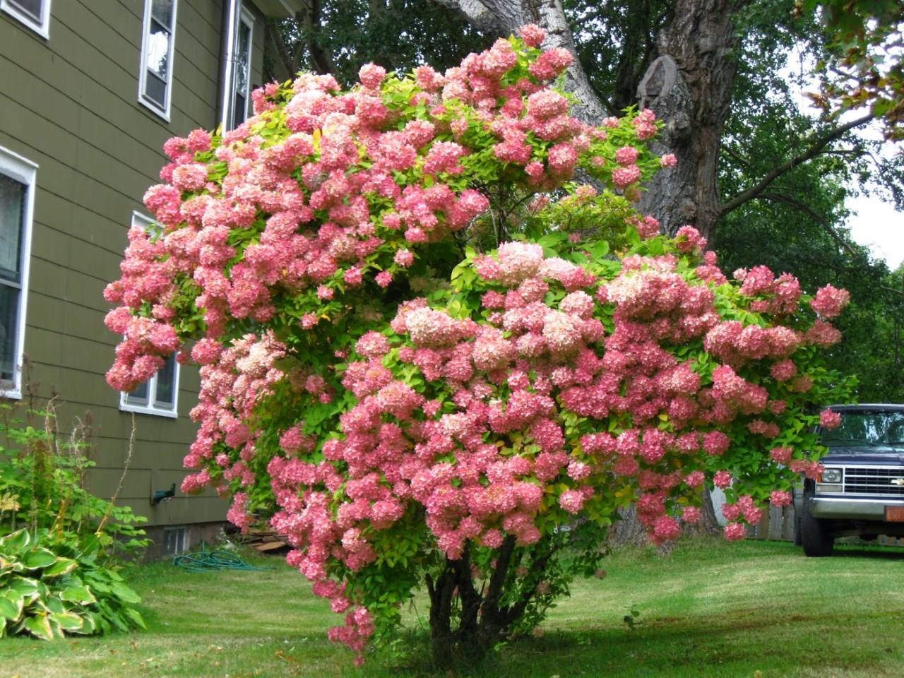 Гортензия метельчатая (Hydrangea paniculata): описание и фото | блог  интернет - магазина АртФлора