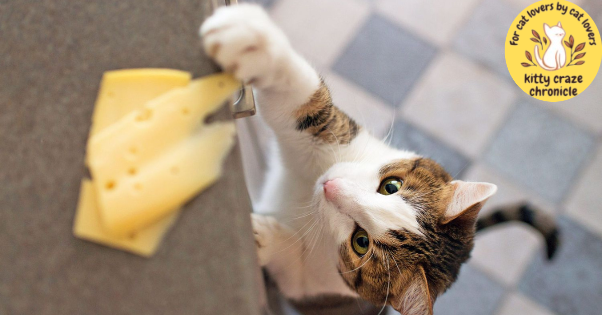 Why do cats love cheese?