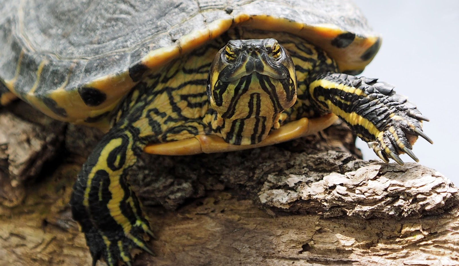 Turtles With Yellow Stripes On Head