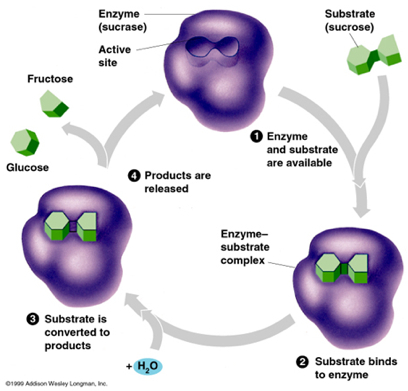 http://cdn.firstendurance.com/wp-content/uploads/2011/02/enzyme_image.jpg