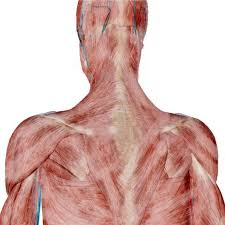 Understanding-the-Importance-of-Fascia-in-the-Human-Body
