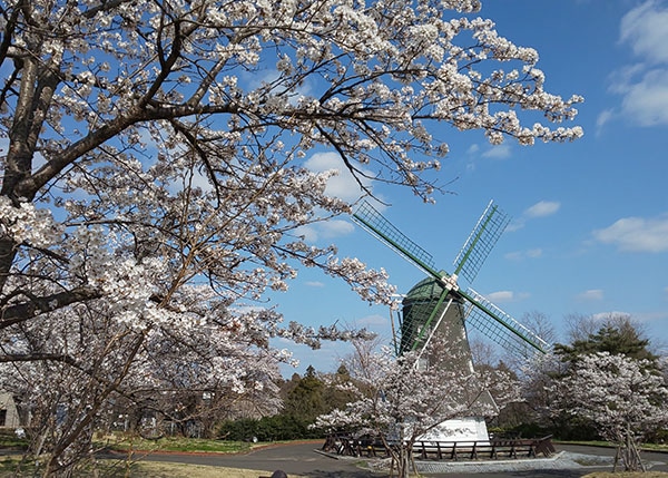 磐梯熱海温に咲く桜の写真