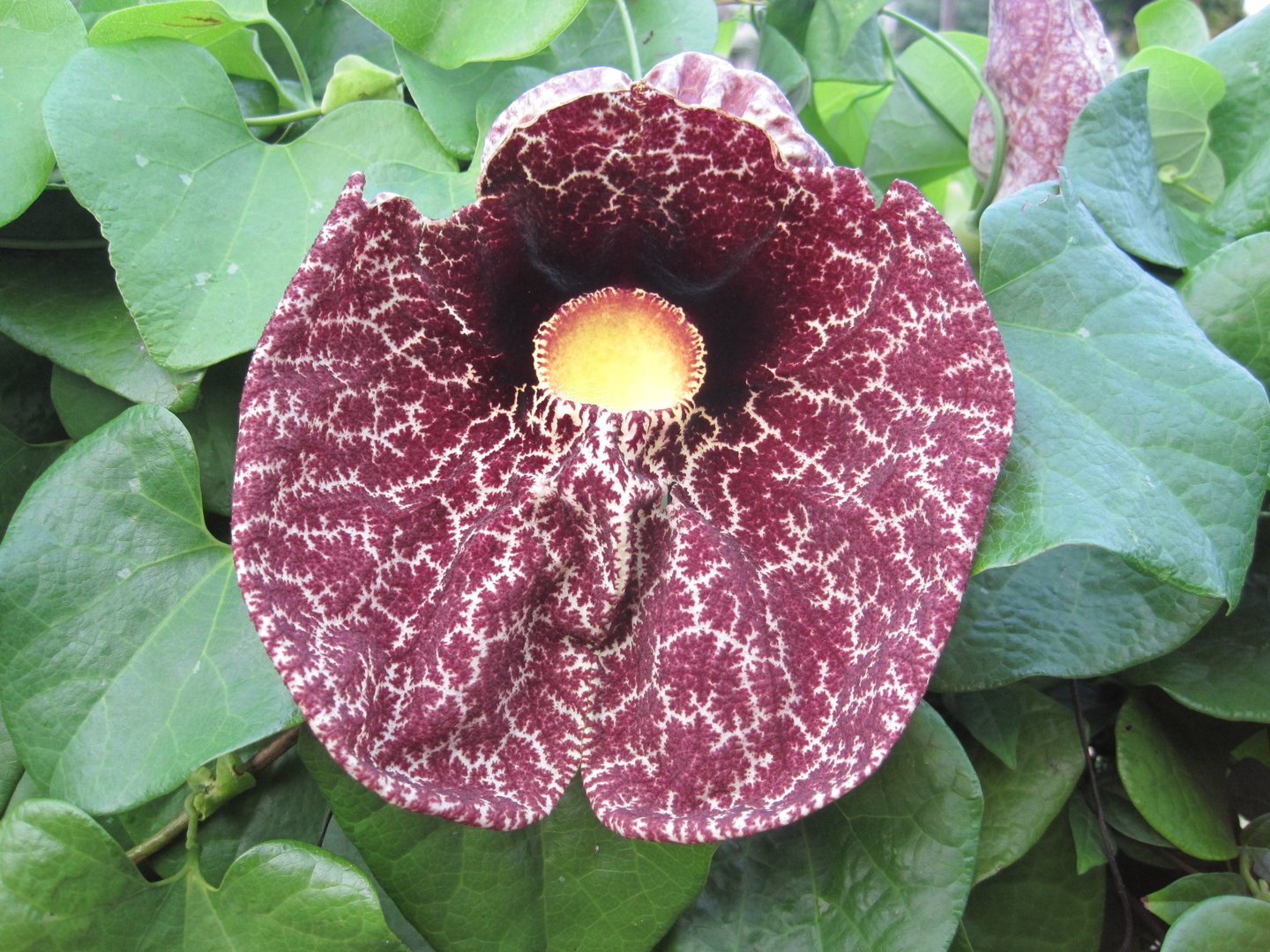 Dutchman’s Pipe grows quite fast, extending to 20 to 30 feet tall