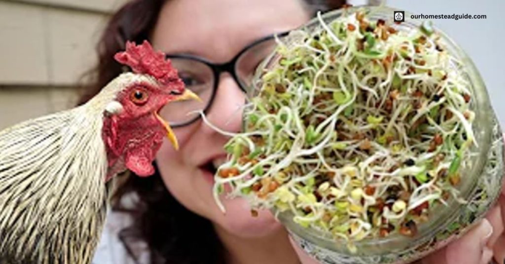 How do chickens eat barley sprout?