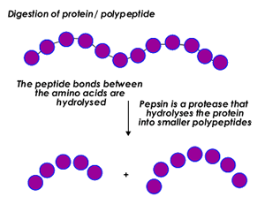 http://www.patana.ac.th/Secondary/Science/IBtopics/IB%20Human(05)/Pic5.1/protein_hydro.gif