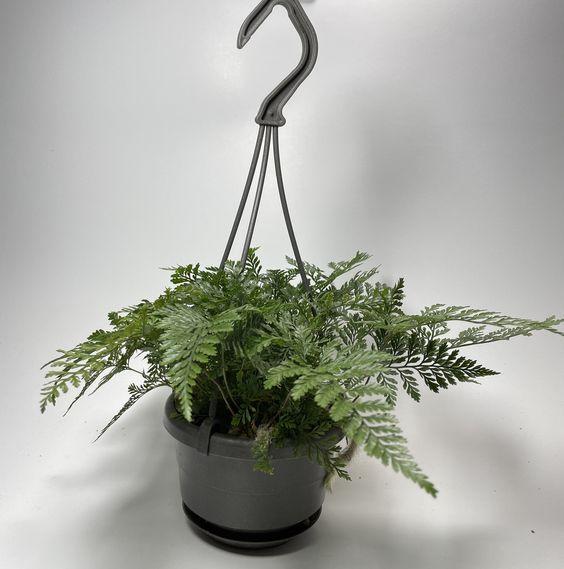 Plant Smaller Ferns 