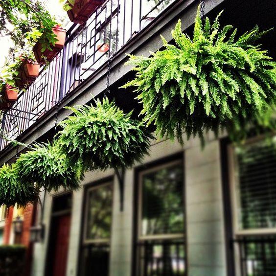 Hanging Fern Garden 