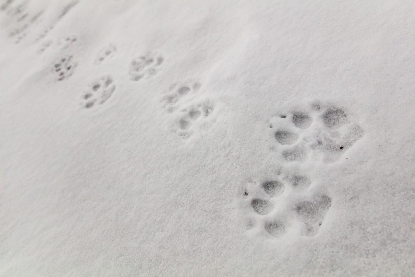 Wolf tracks in the snow.