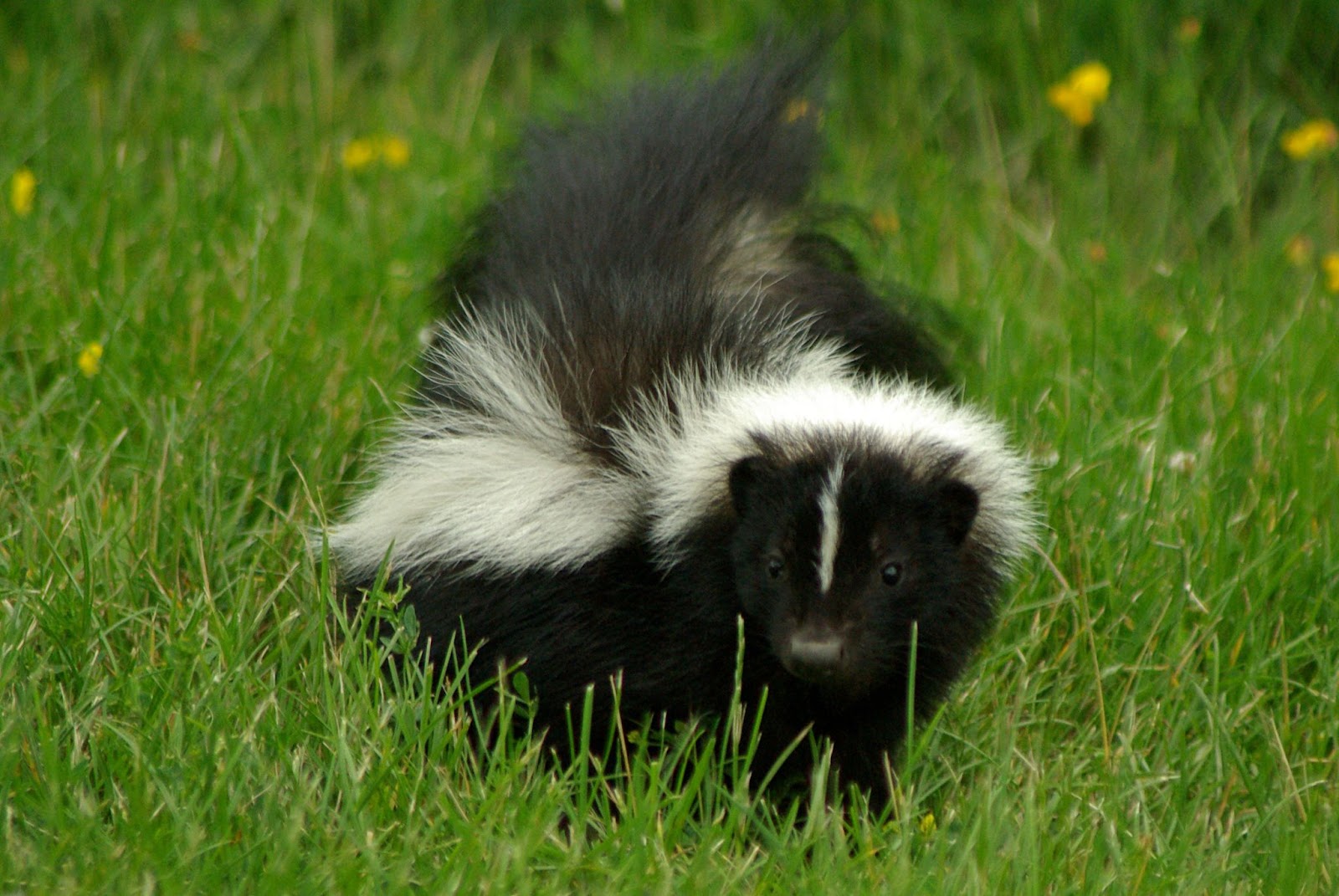 Do Skunks Eat Tomatoes