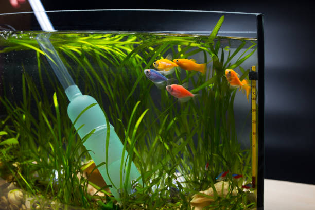fish aquarium vastu