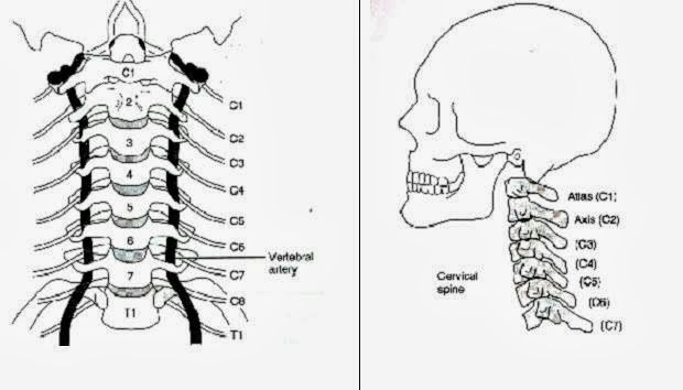 Desenho da estrutura da medula cervical, com as indicações vertebrais.