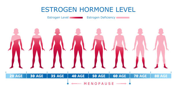 Estrogen hormone level. Medical graphic diagram with woman bodyThe Menopause Diet: 5-Day Plan to Lose Weight