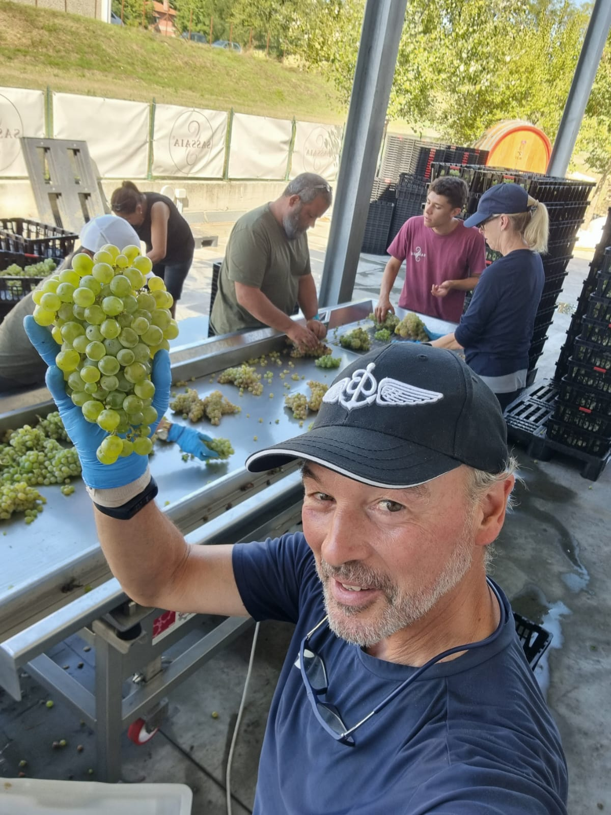 Harvesting and sorting of wine grapes
