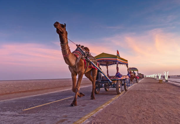 Rann of Kutch , Gujarat