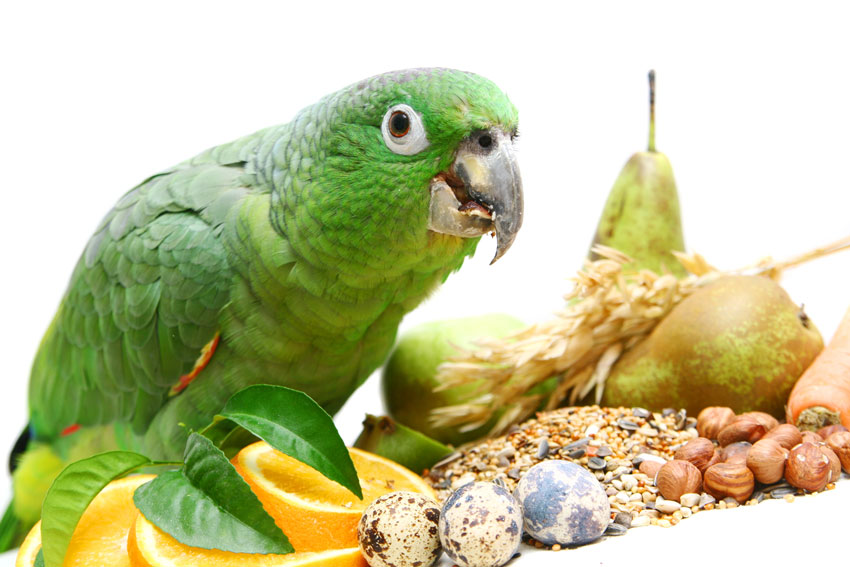 Can Parrots Eat Pistachio Nuts