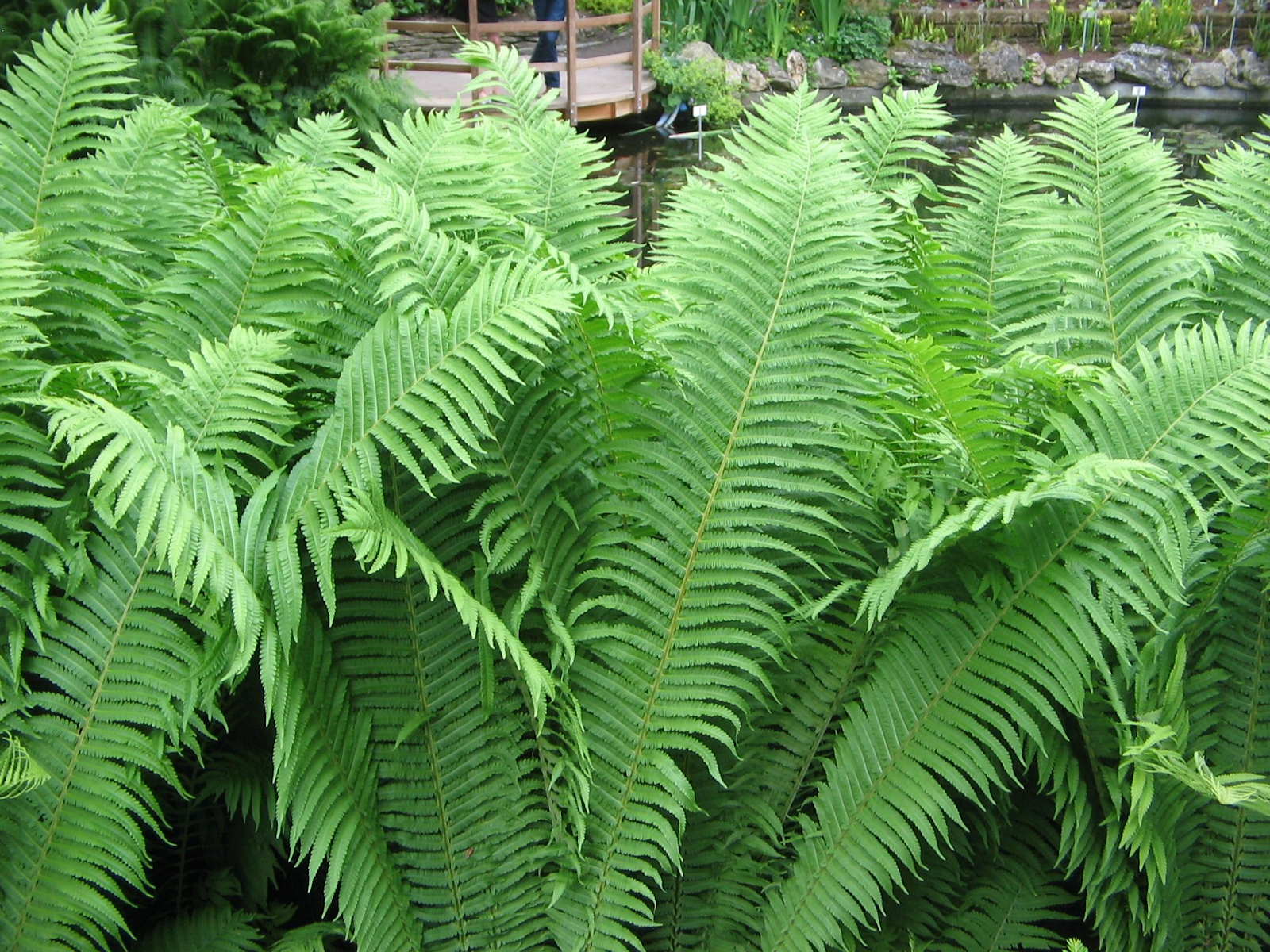 Shuttlecock Fern (Matteuccia struthiopteris)
